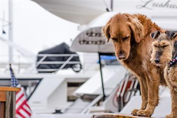 articles - pets-on-the-water-11-tips