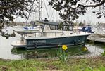 Sargo 31