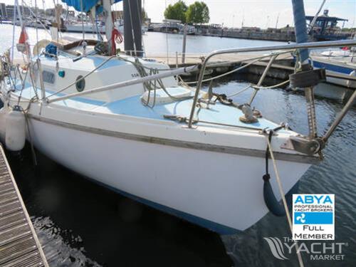 Westerly Tiger
