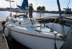 Westerly Tiger