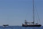 BLONDECELL, FREEWARD MARINE Simon Rogers Cutter Rigged One Design - simon-rogers-cutter-rigged-one-design-song-of-the-whale-3