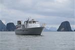 Seahorse 52
