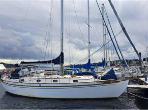 Tayana 37