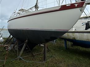 Skua 36