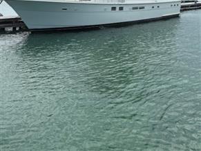 HATTERAS Hatteras 70